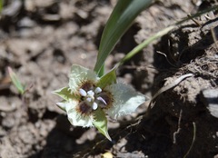 Calochortus westonii
