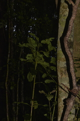 Schizomeria ovata