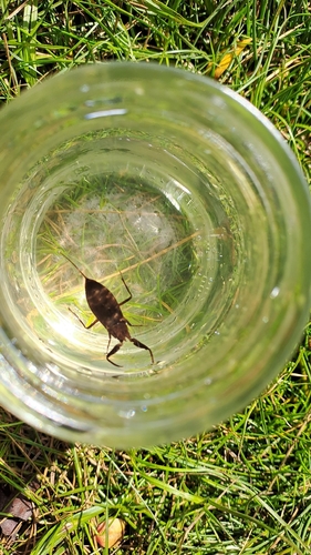 Eurasian Water Scorpion