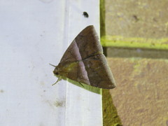 Parallelia correctata