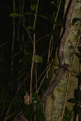 Schizomeria ovata