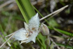 Calochortus westonii