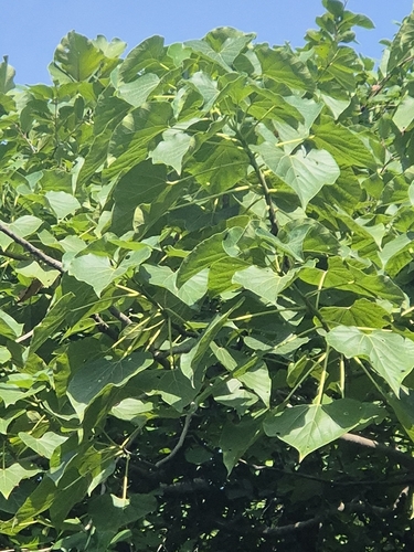 Gyrocarpus americanus observed 2026-09-19