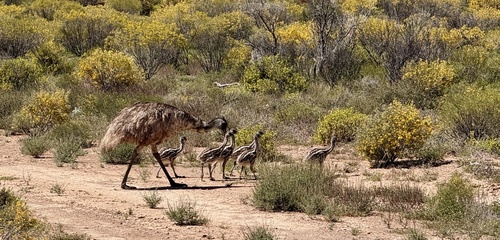 Emu