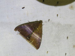 Parallelia correctata