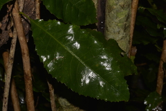 Schizomeria ovata