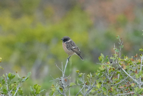 European Stonechat