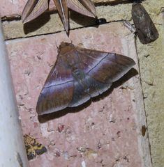 Parallelia correctata