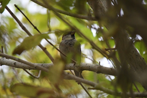 House Sparrow