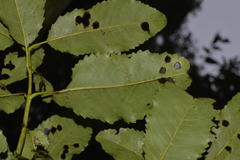 Schizomeria ovata