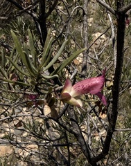 Eremophila alternifolia