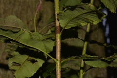 Schizomeria ovata