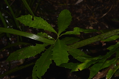 Polyosma cunninghamii