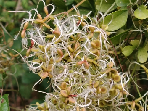 fragrant virgin's-bower
