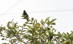 Ramphocelus flammigerus flammigerus