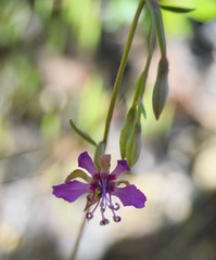 Chamaenerion angustifolium