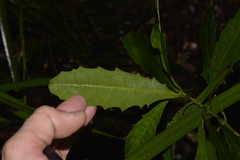 Polyosma cunninghamii