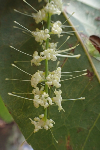 Helicia australasica observed 2026-09-19