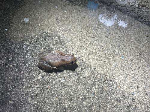 Ruddy Tree Frog