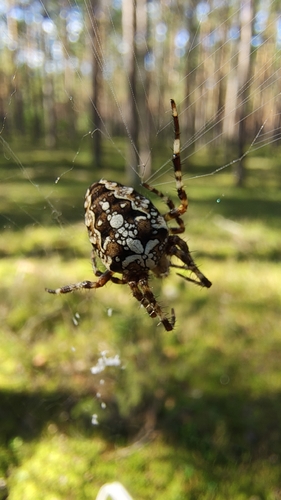 Cross Orbweaver
