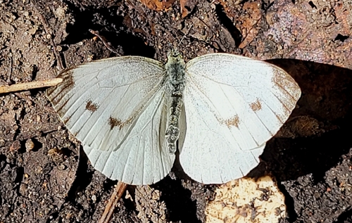 Small White