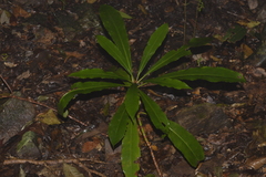 Anopterus macleayanus