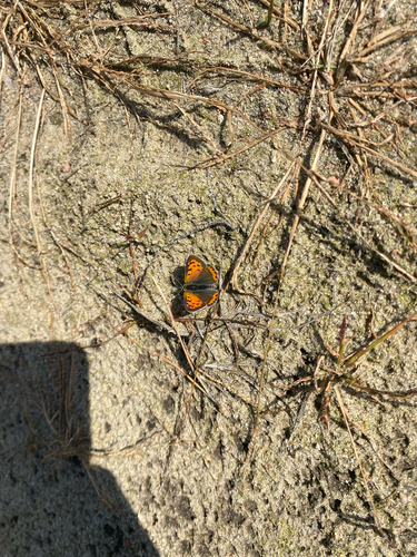 Small Copper