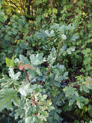 field maple
