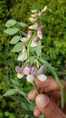 Lathyrus jepsonii californicus