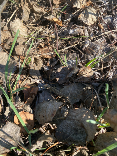 Sand Lizard