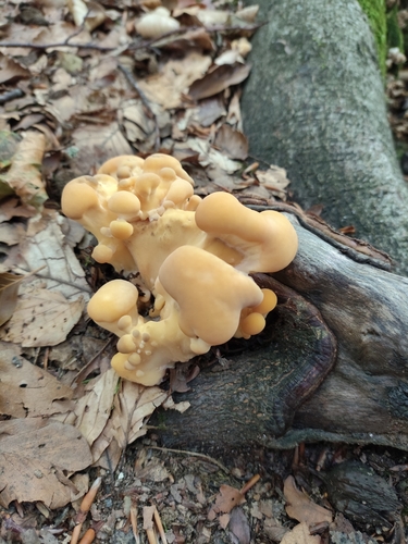 Giant Polypore