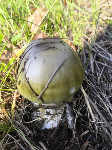 Deathcap