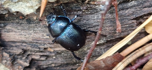 Woodland Dor Beetle
