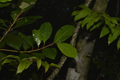 Quintinia verdonii