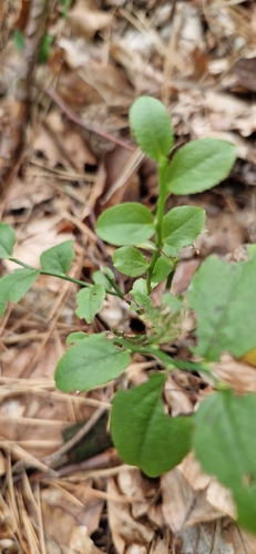common bilberry