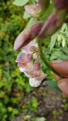 Lathyrus jepsonii californicus