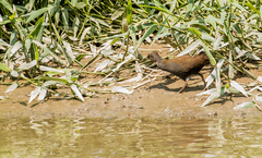 Pardirallus nigricans