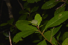 Quintinia verdonii