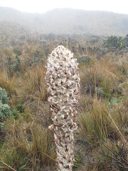 Puya clava-herculis