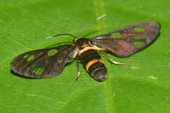 Syntomoides