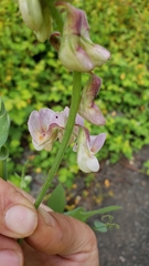 Lathyrus jepsonii californicus