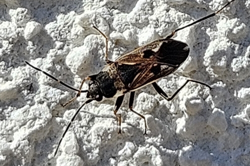 bright-spotted groundbug