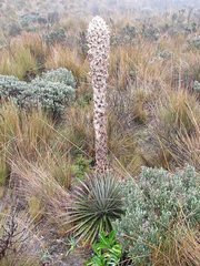 Puya clava-herculis