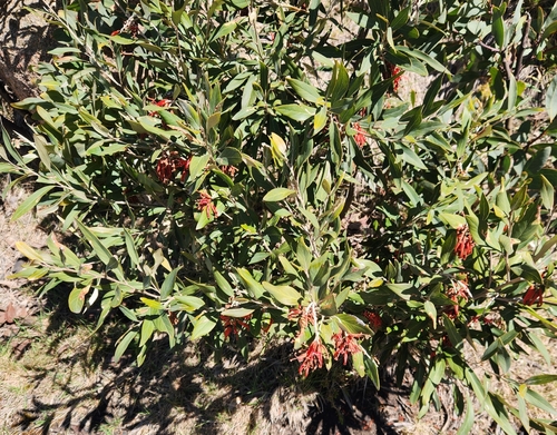 Grevillea victoriae, 2026-09-16