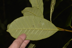 Quintinia verdonii