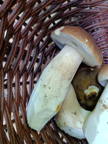 King Bolete
