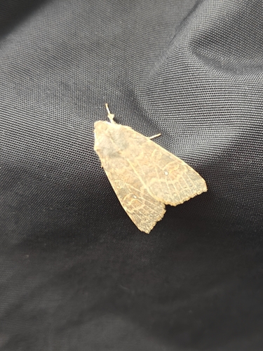 Pale-lemon Sallow