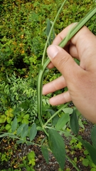 Lathyrus jepsonii californicus