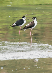 Himantopus mexicanus