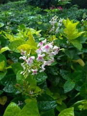 Pseuderanthemum maculatum